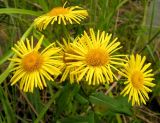 Inula japonica. Соцветия. Приморский край, Спасский р-н, окр. с. Хвалынка. 31.08.2012.