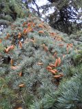 Cedrus libani. Часть ветви с микростробилами. Южный берег Крыма, г. Ялта, в культуре. 4 ноября 2012 г.