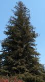 Sequoia sempervirens
