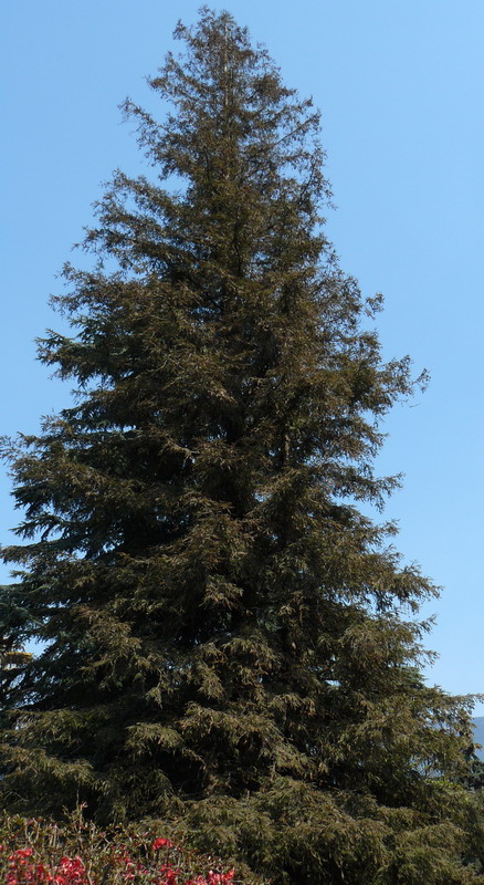 Image of Sequoia sempervirens specimen.
