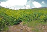 genus Alchemilla. Цветущие растения у ручья. Республика Адыгея, плато Лаго-Наки. 23.07.2012.