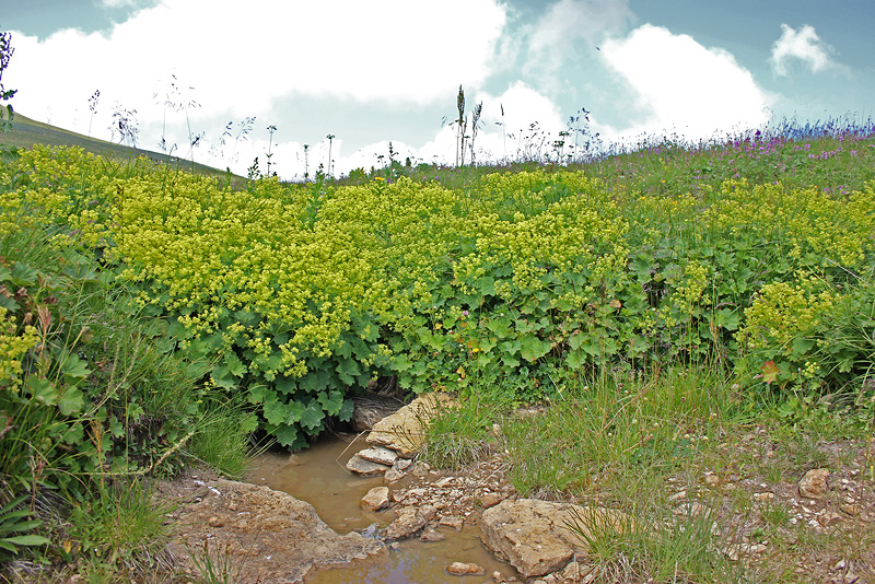 Image of genus Alchemilla specimen.