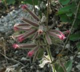 Saponaria glutinosa