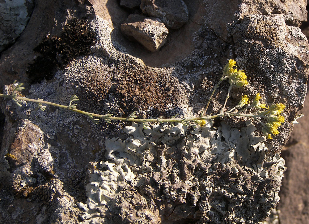 Image of Artemisia incana specimen.