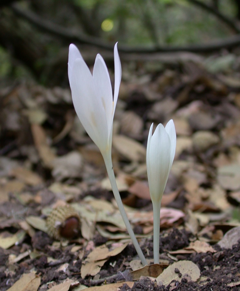 Изображение особи Colchicum decaisnei.