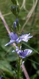 Veronica jacquinii