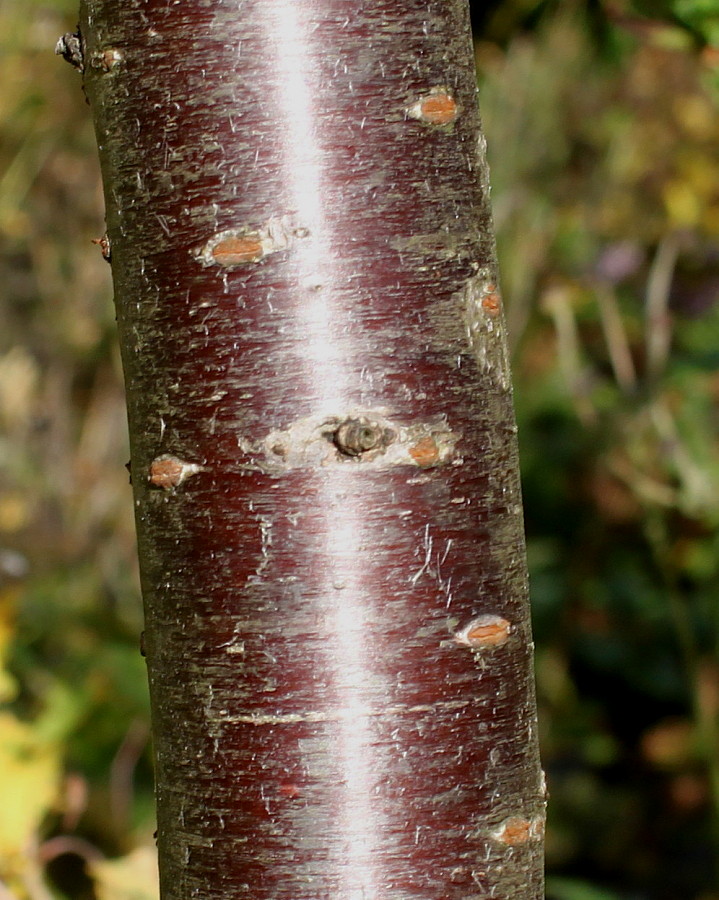 Изображение особи Prunus umbellata.