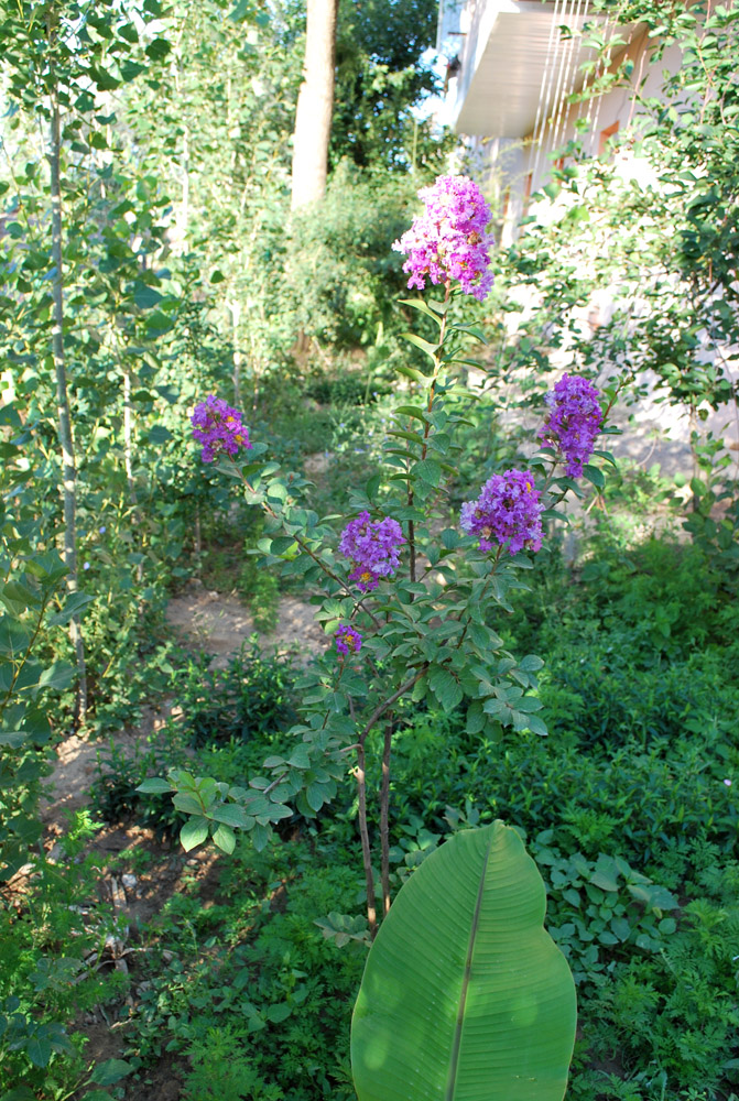 Изображение особи Lagerstroemia indica.