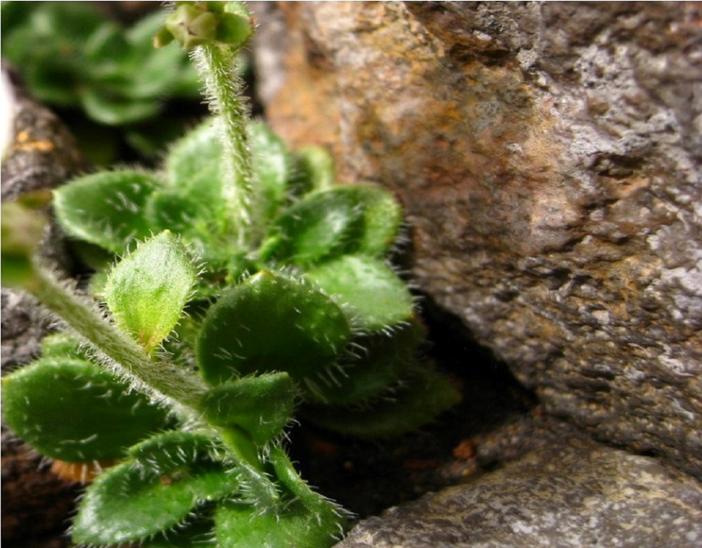 Изображение особи Micranthes merkii.