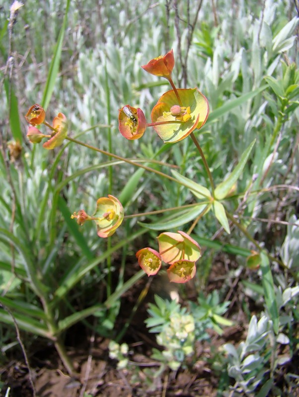 Изображение особи Euphorbia leptocaula.