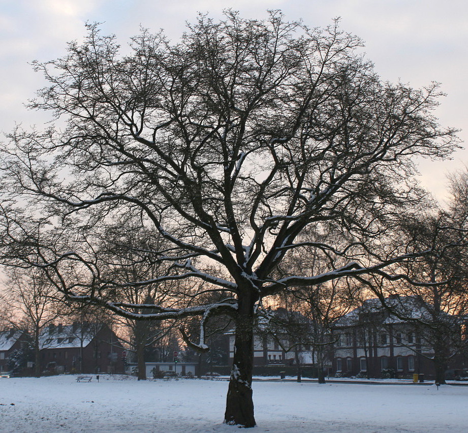 Image of Magnolia kobus specimen.