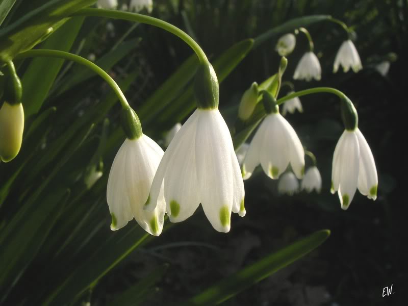 Image of Leucojum aestivum specimen.