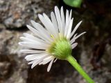 Erigeron karvinskianus. Соцветие со стороны чашечки. Испания, Страна Басков, провинция Гипускоа, г. Сан-Себастьян, парк. 18.07.2012.