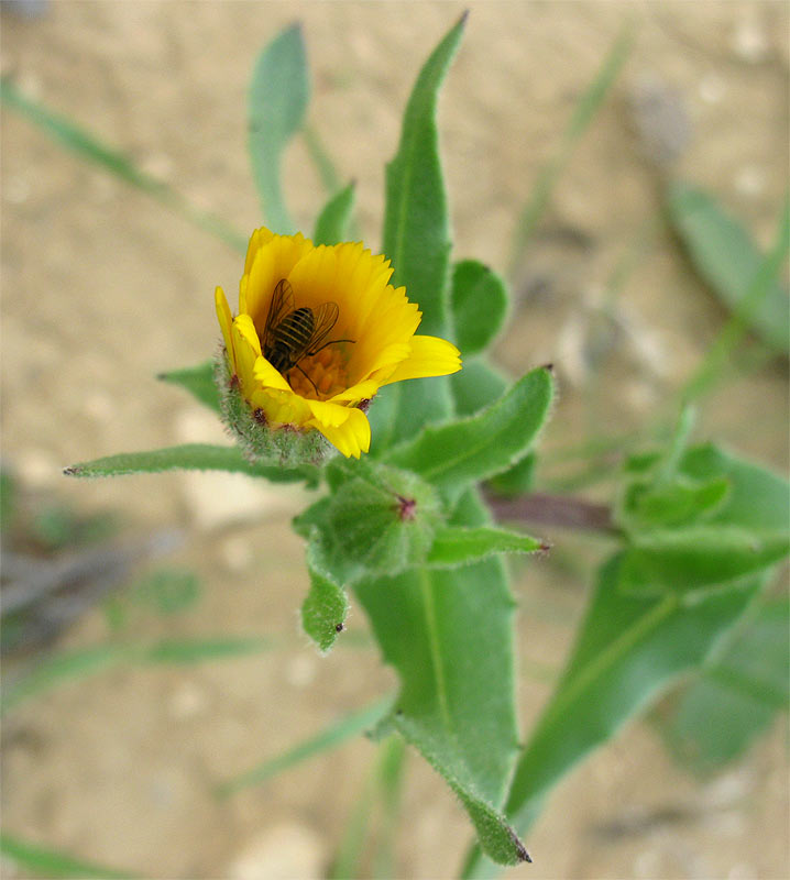 Изображение особи род Calendula.