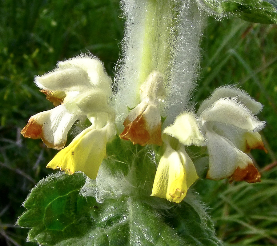 Изображение особи Phlomoides laciniata.