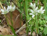 Lloydia triflora