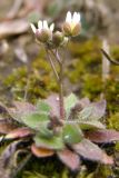 Erophila verna