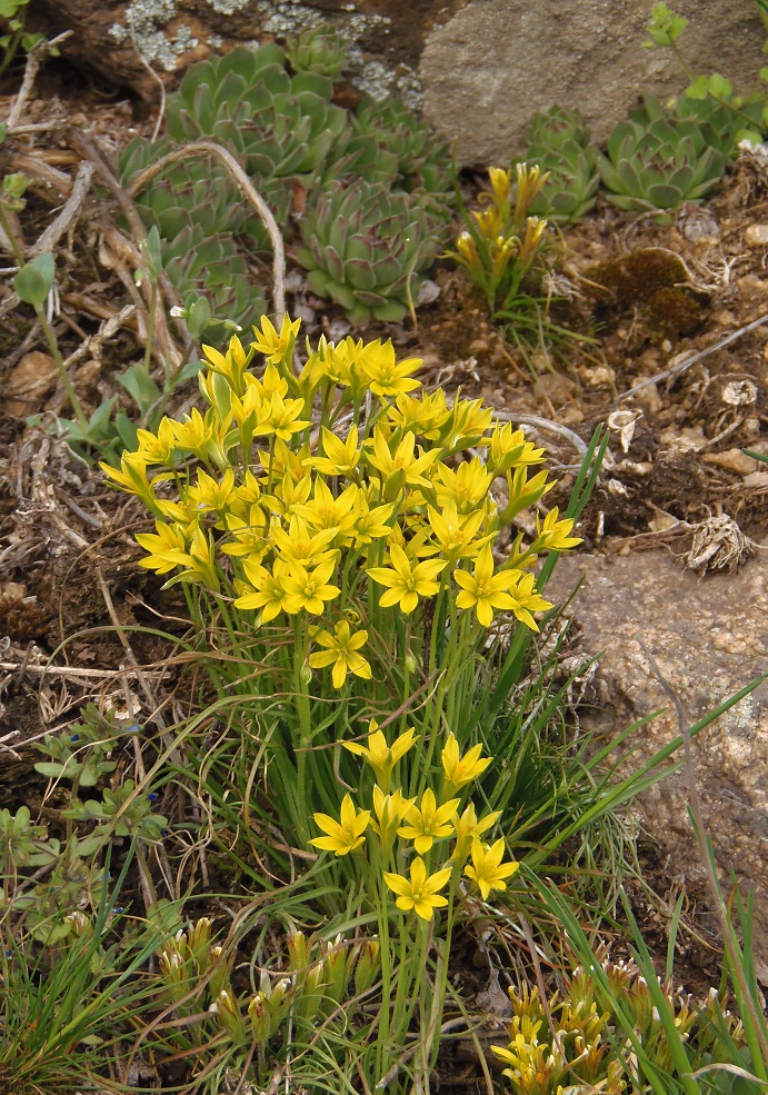 Изображение особи Gagea bulbifera.