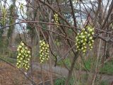 Stachyurus praecox