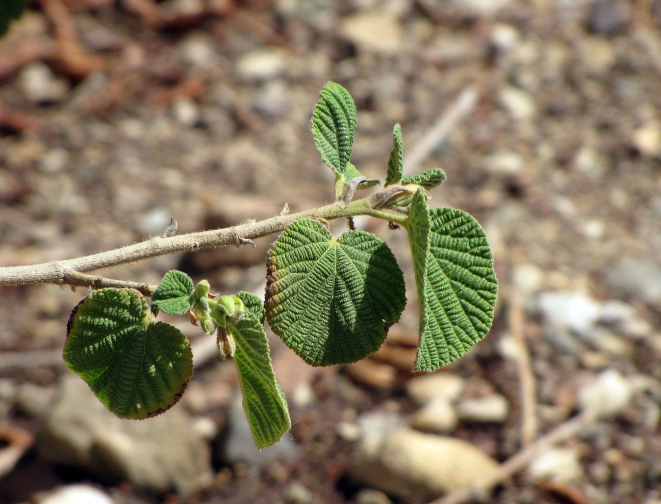 Image of Grewia villosa specimen.