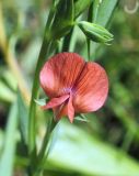 Lathyrus cicera