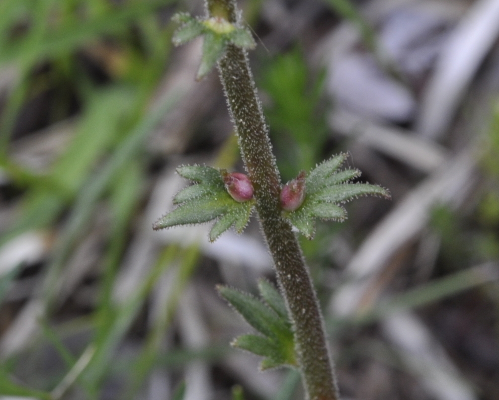 Изображение особи Saxifraga bulbifera.