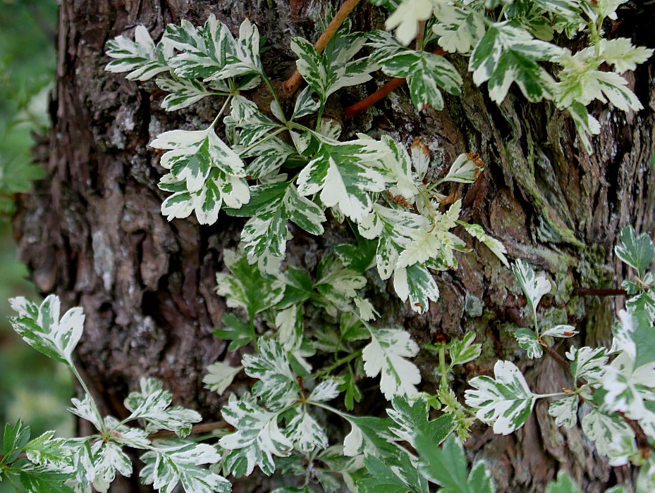 Image of Crataegus monogyna specimen.