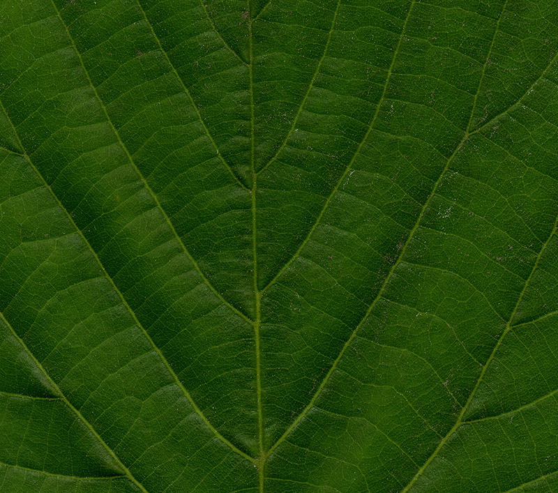 Image of Tilia cordifolia specimen.