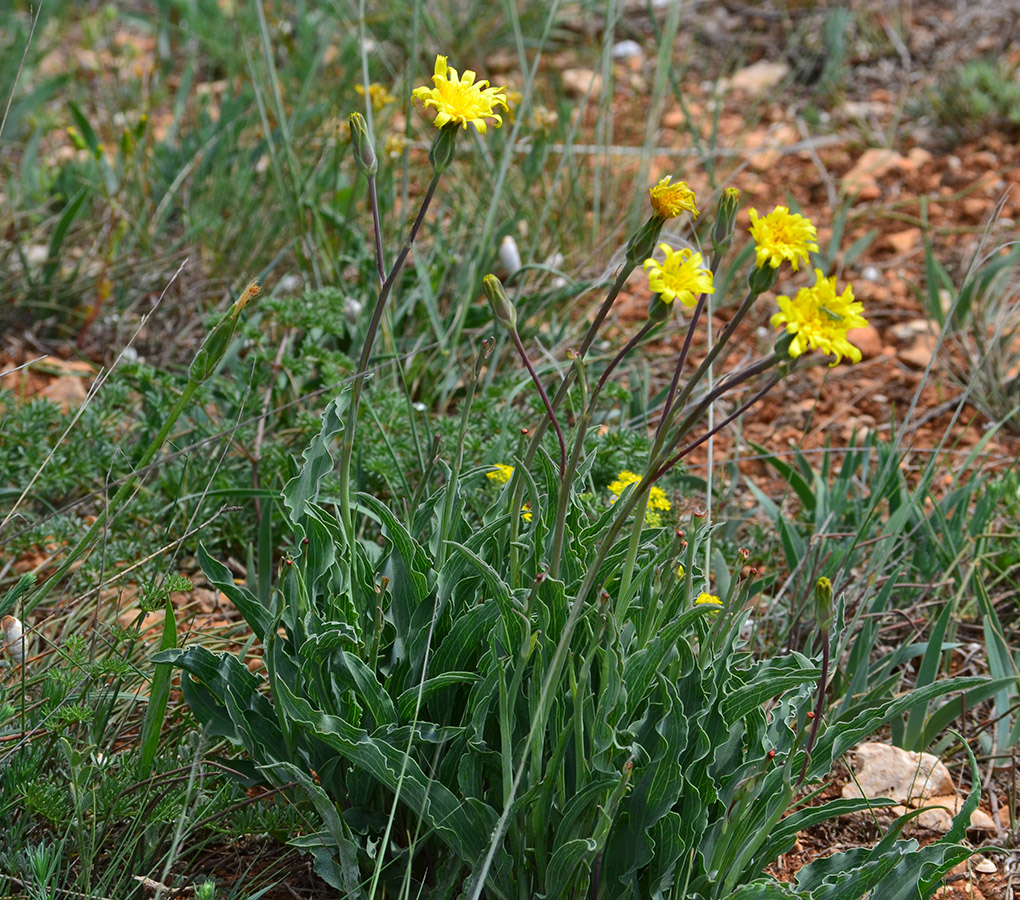 Image of Scorzonera crispa specimen.