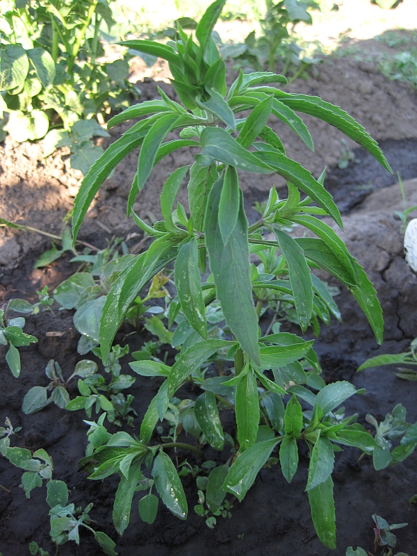 Image of Monarda citriodora specimen.