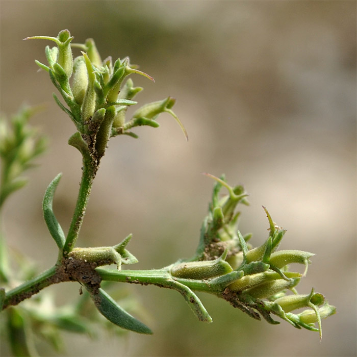 Image of Valerianella sclerocarpa specimen.