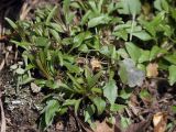 Campanula rotundifolia