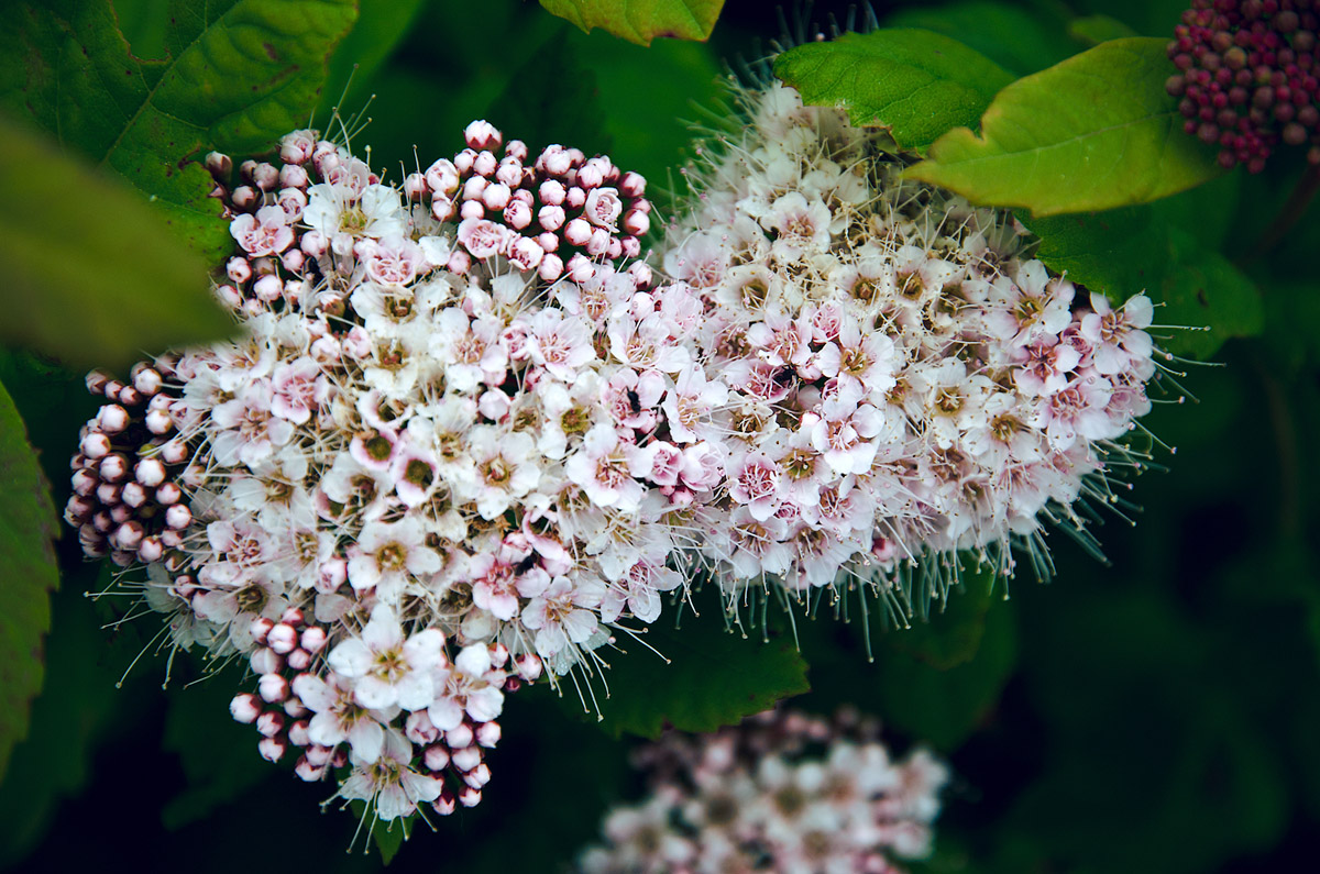 Изображение особи род Spiraea.