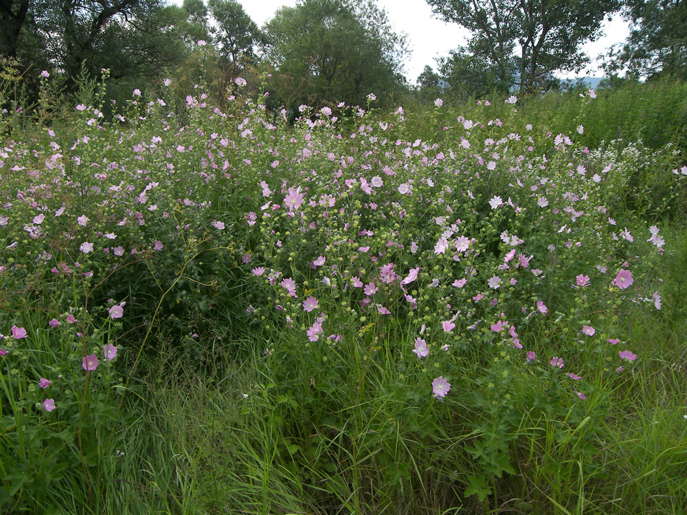 Image of Malva thuringiaca specimen.