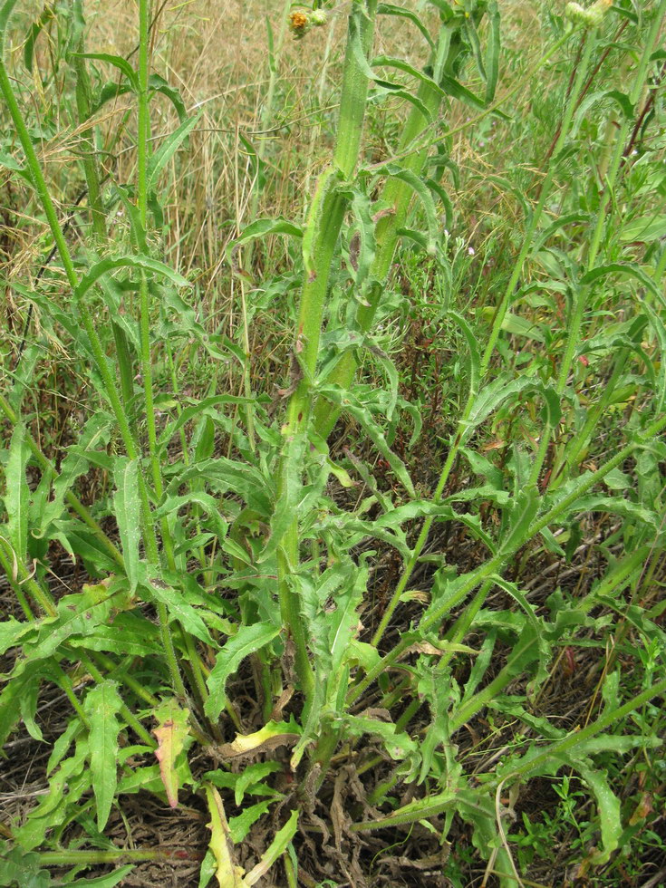 Image of Picris hieracioides specimen.