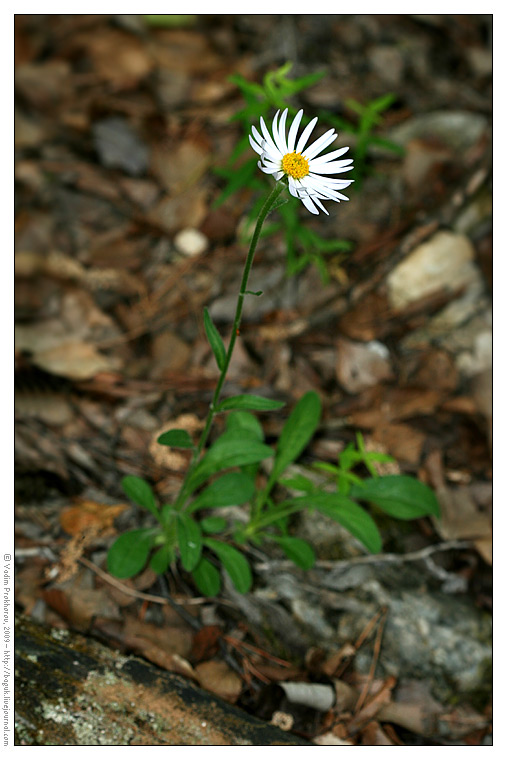 Изображение особи Aster alpinus.