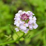 Cardamine macrophylla. Соцветие. Республика Бурятия, Прибайкальский р-н, берег ручья в смешанном лесу. 30.06.2013.