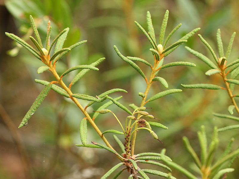 Image of Ledum palustre specimen.