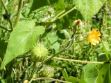 Abutilon theophrasti