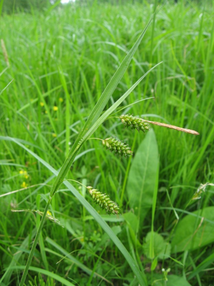 Изображение особи Carex pallescens.