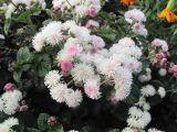 Ageratum houstonianum