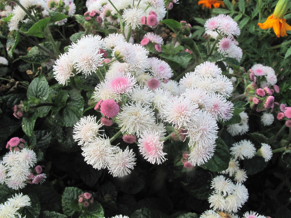 Image of Ageratum houstonianum specimen.