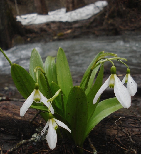 Image of Galanthus platyphyllus specimen.