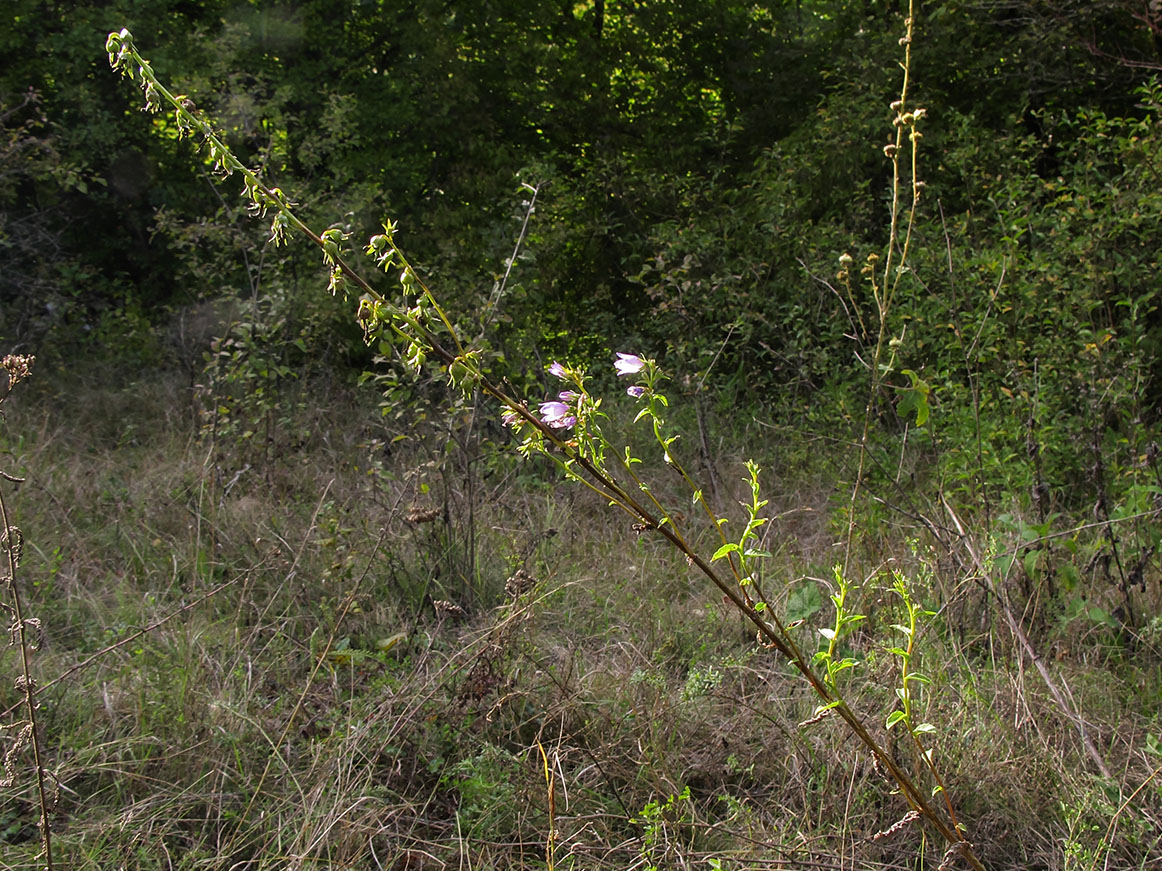 Image of Campanula ruthenica specimen.