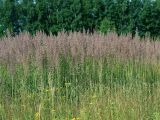 Calamagrostis epigeios