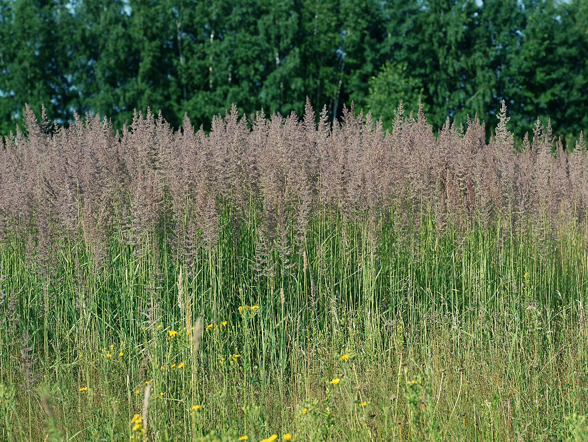 Image of Calamagrostis epigeios specimen.