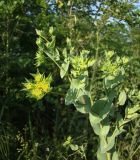 Bupleurum rotundifolium. Верхушка цветущего растения. Краснодарский край, Кущёвский р-н, станица Шкуринская, балочная степь. 23.06.2009.