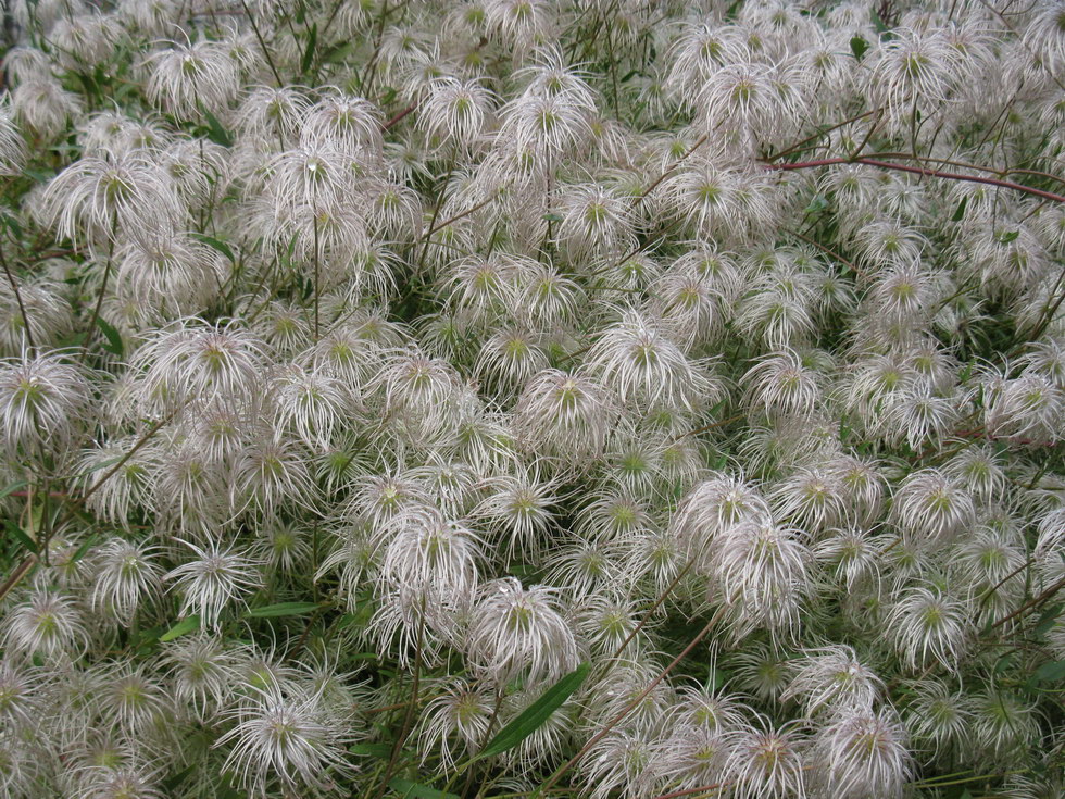 Изображение особи Clematis orientalis.