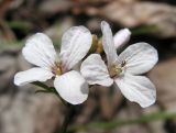 Cardamine trifida