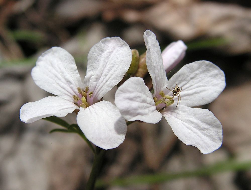 Image of Cardamine trifida specimen.